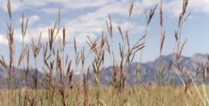 Xeric Tallgrasses against the mountain backdrop of the Rocky Flats National Wildlife Refuge. photo credit: RFETS